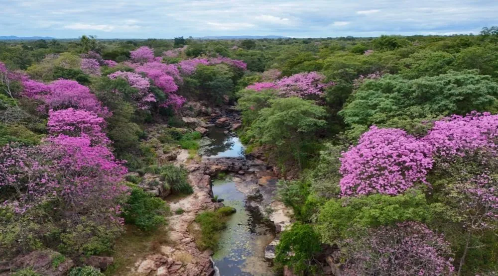 Quando os ipês florescem, o Cânion do Rio Poti se transforma em uma obra-prima da natureza