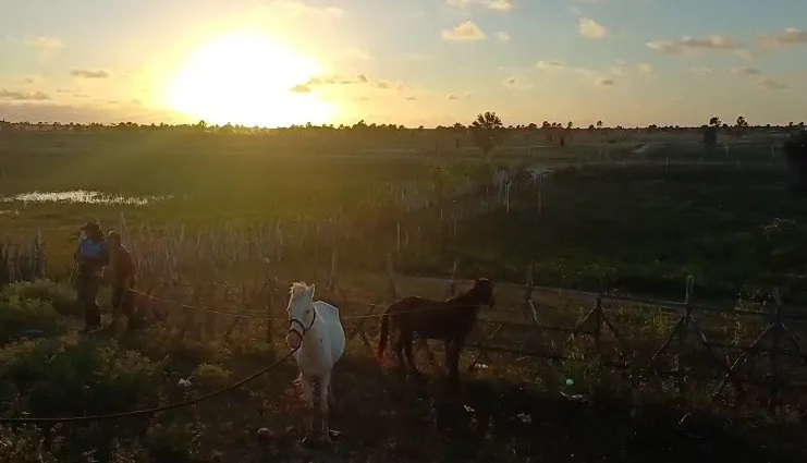 PRF recolhe 97 animais soltos e reforça segurança nas rodovias do litoral