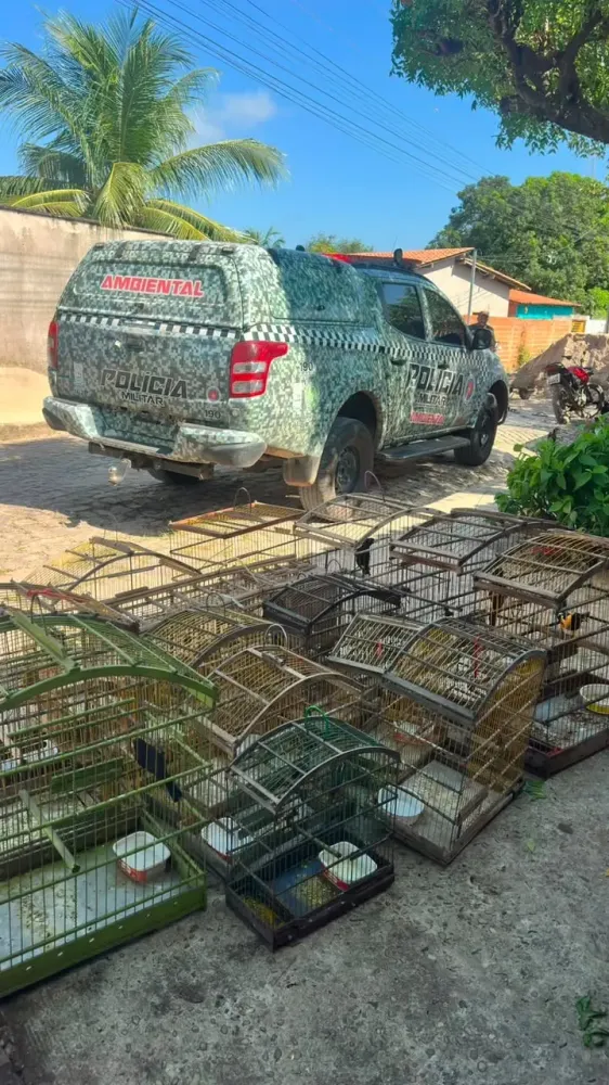 Polícia Militar resgata 16 aves silvestres mantidas em cativeiro ilegal em Teresina
