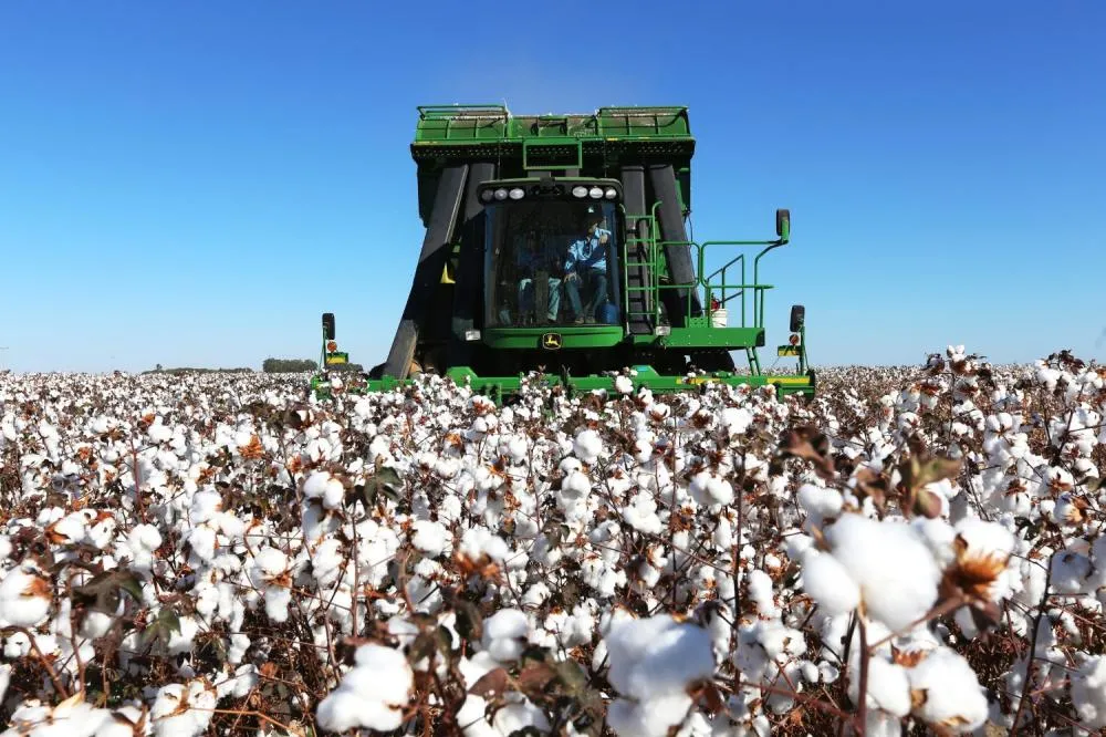  Brasil se consolida como maior exportador de algodão