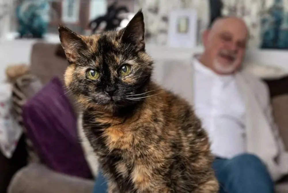Gata possui 146 anos na idade humana - Foto - Reprodução