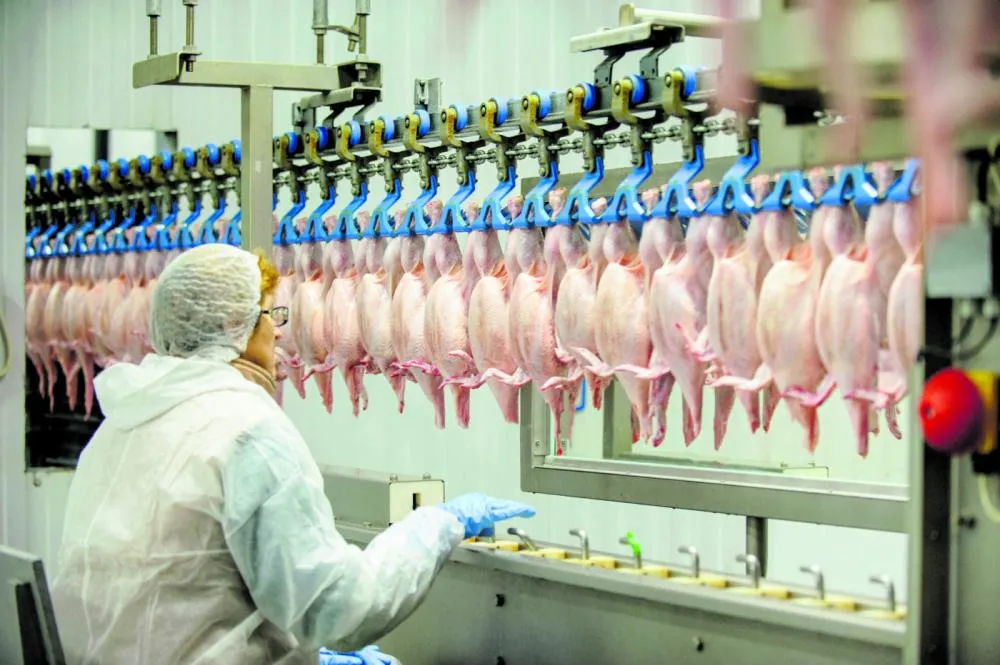 Produção de frango pode atingir a marca de 15 milhões de toneladas em 2024