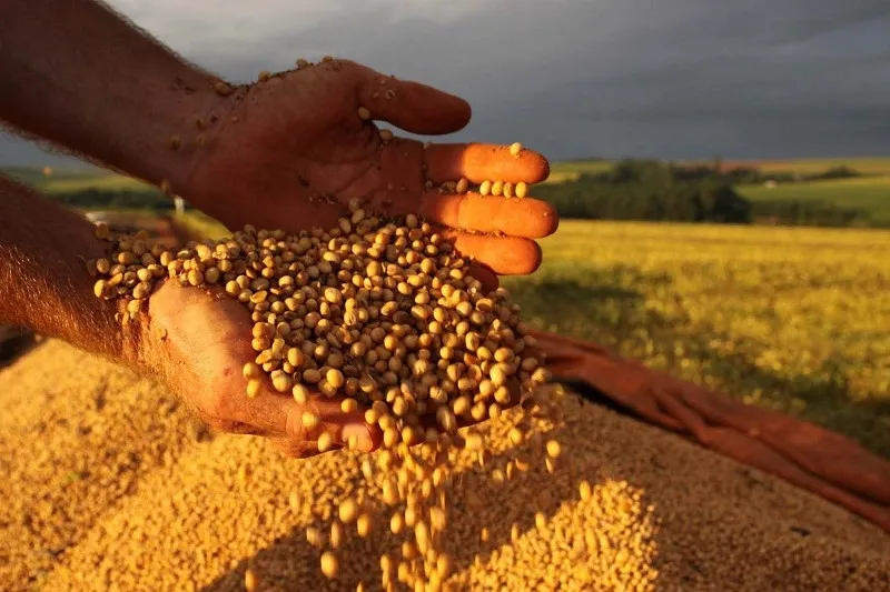 Soja: O novo ouro brasileiro que vale 570 vezes mais que a mineração