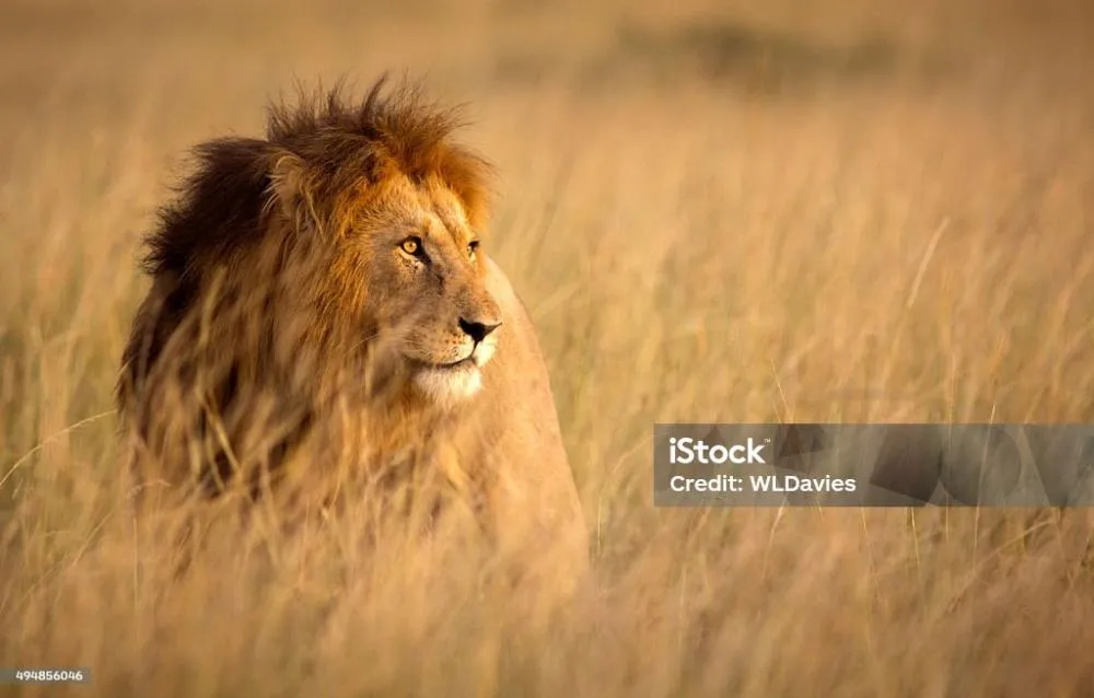 Foto: https://www.istockphoto.com