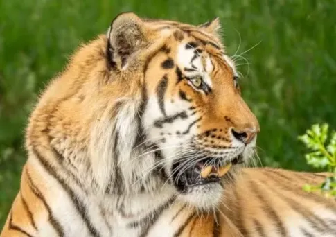 Homem morre após entrar em recinto de tigre na Inglaterra; polícia investiga o que o levou a arriscar a vida