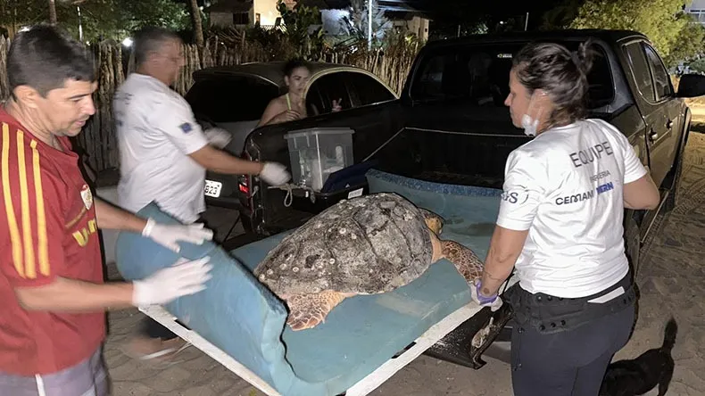 Litoral do Piauí: Um refúgio para espécies ameaçadas e berçário da vida marinha