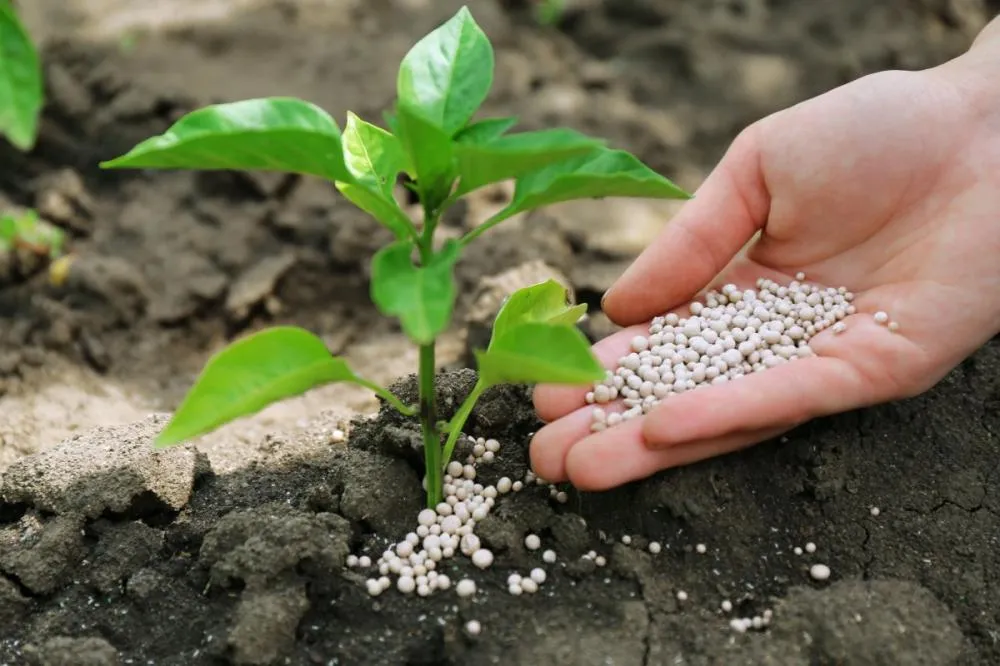 Setor de fertilizantes no Brasil deve fechar 2024 com resultados positivos