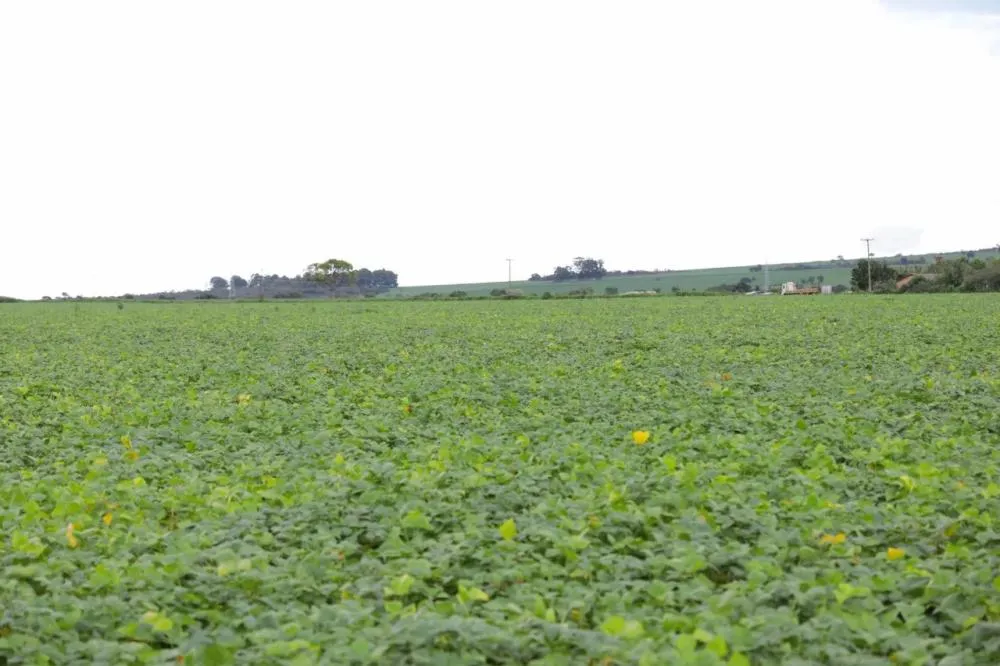 Distrito Federal se consolida como potência agrícola nacional