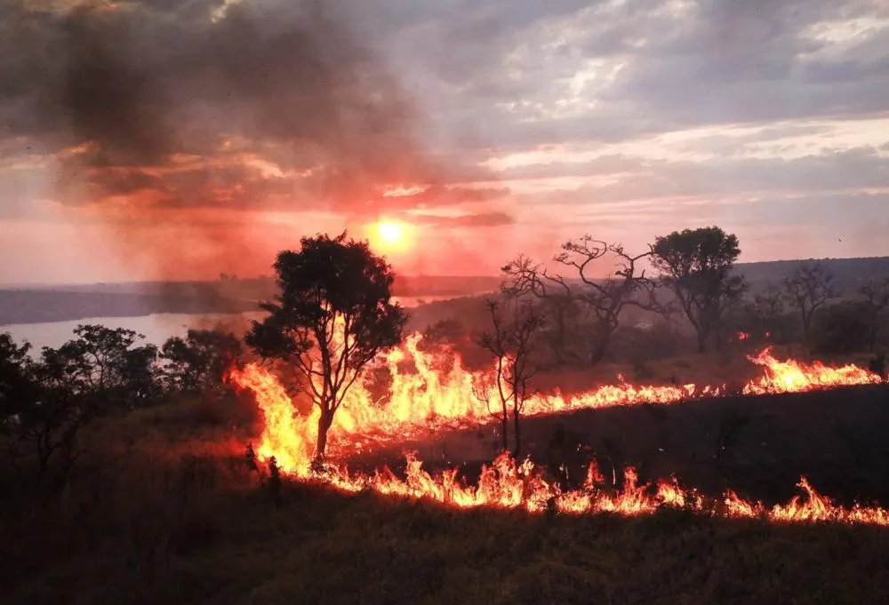 Pesquisa da Unesp analisa como as queimadas afetam sementes e justifica seu uso no cerrado