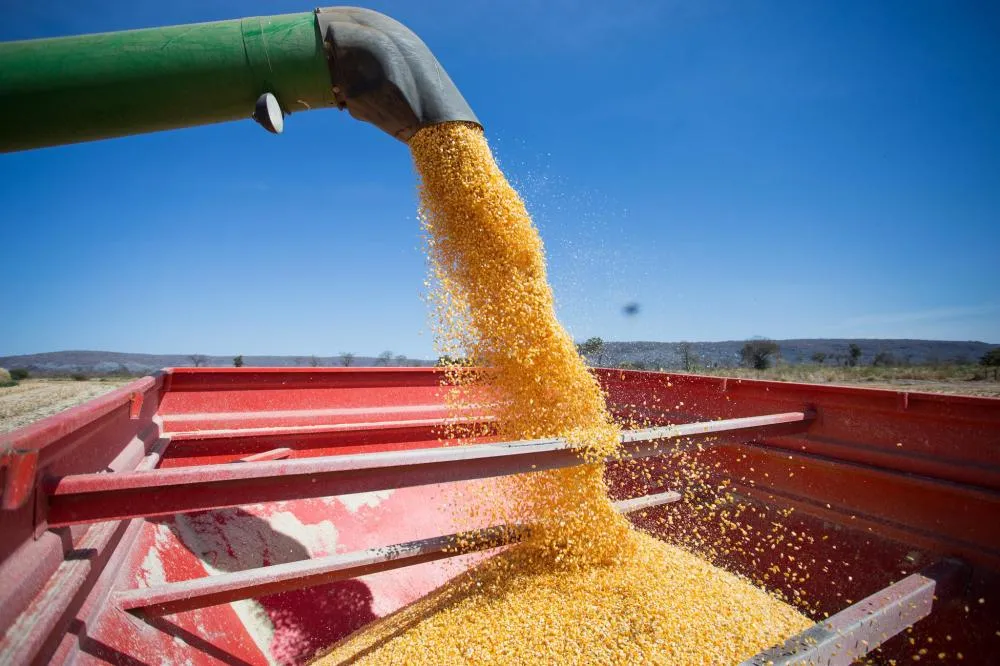 Brasil pode superar os EUA e assumir liderança nas exportações agropecuárias