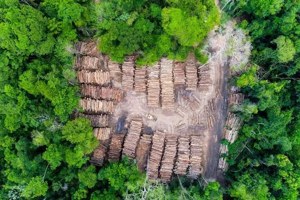 Desmatamento na Amazônia: Redução significativa ou vitória rematura?