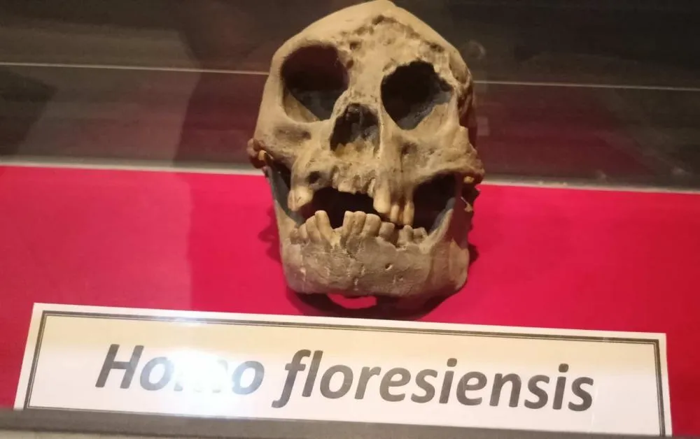 Descoberta do menor 'hobbit' pode revolucionar conhecimento sobre evolução humana
