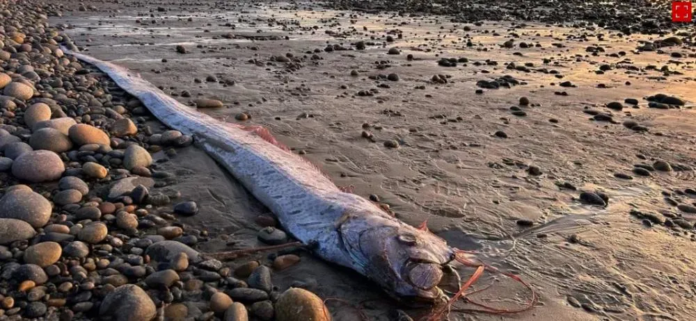 O enigmático peixe-remo, o “peixe do juízo final?”: entre mitos, mistérios e ciência
