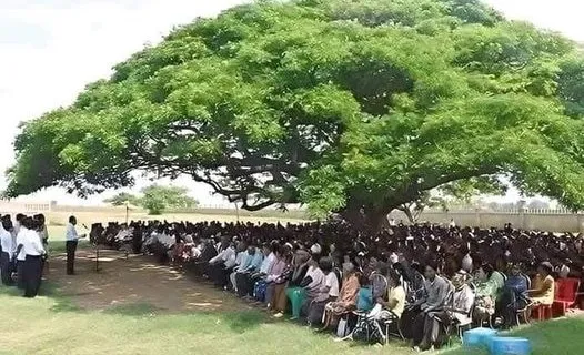 Árvores: O pulmão do planeta e essência da vida cotidiana