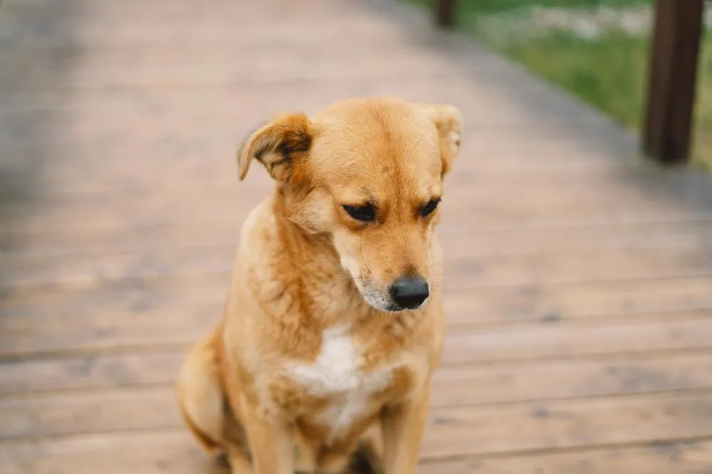 Pets na mira do fisco: será o cadastro nacional o início da taxação de animais no Brasil?