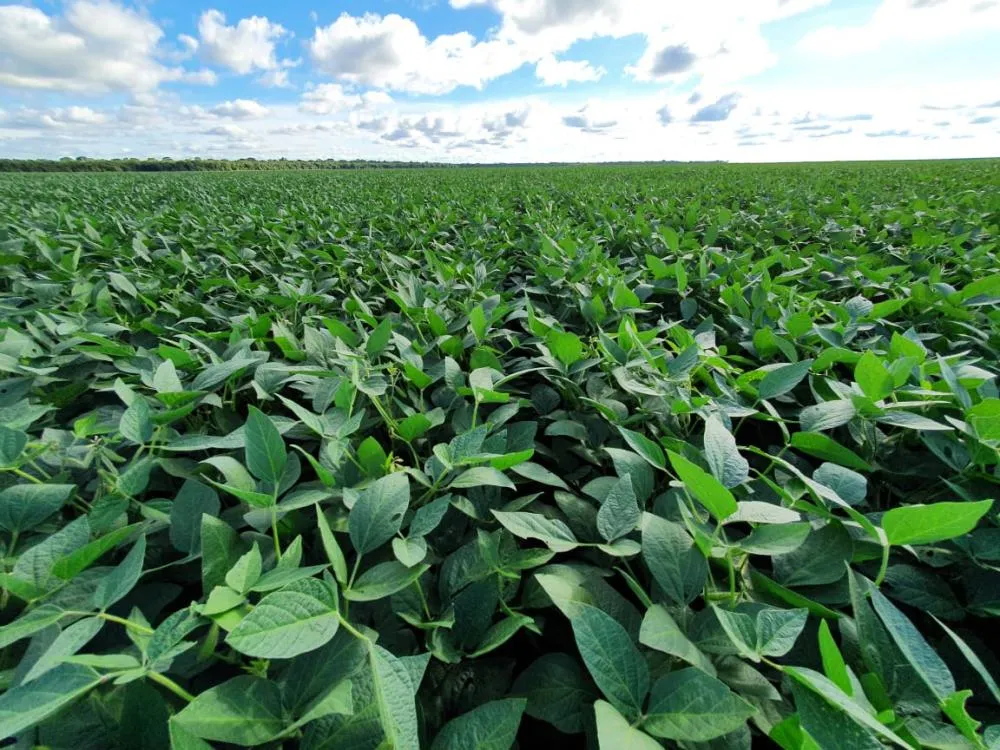 Consultoria reduz estimativa da área de cultivo de soja no Brasil