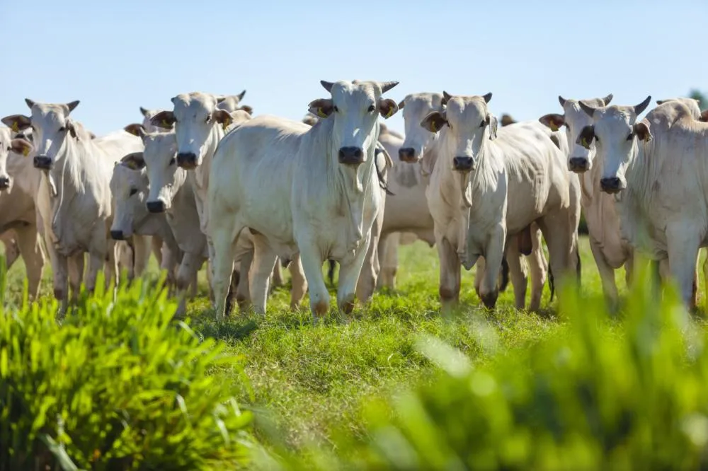 PIB da agropecuária cai 0,9% no 3º trimestre