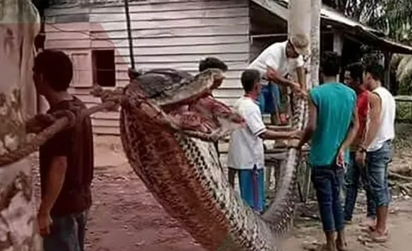 Conheça a história de Peco, o agricultor engolido por uma cobra; Desmatamento aumenta ataques de pítons na Indonésia