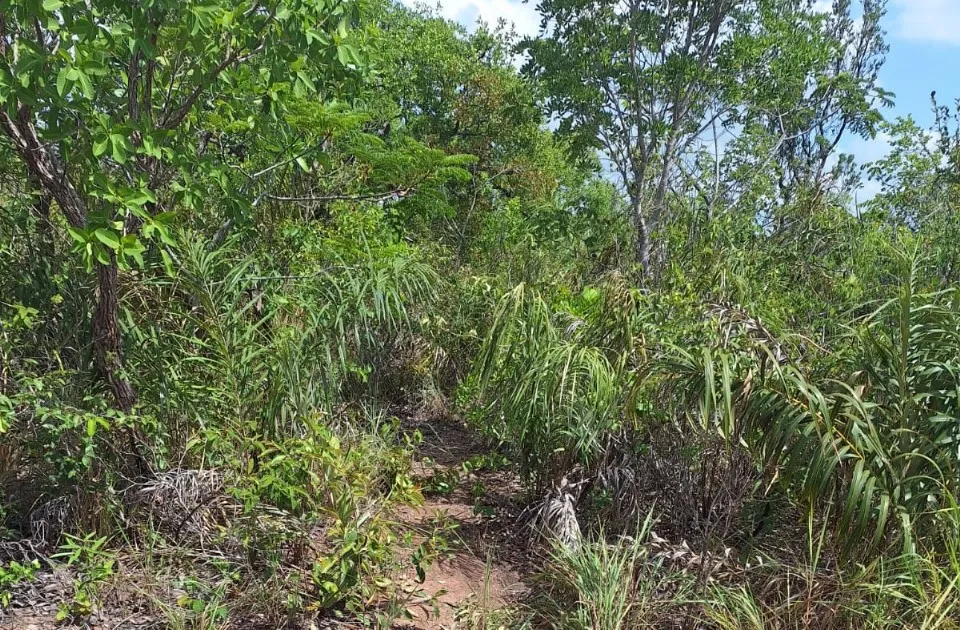 Dois corpos carbonizados são encontrados em área de mata na zona rural de Sebastião Leal