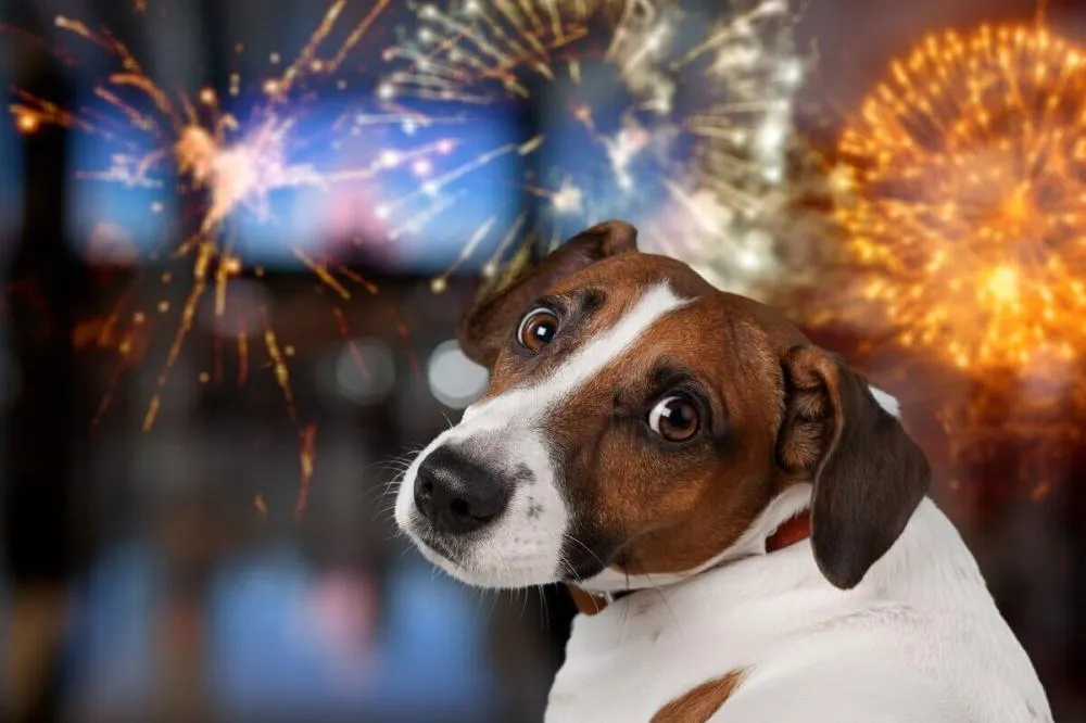 Fogos de artifício e o impacto nos pets: como proteger cães e gatos no fim de ano
