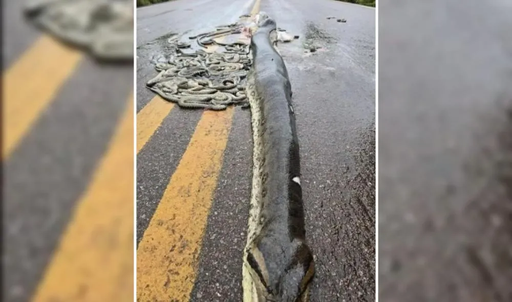 Tragédia na estrada: Sucuri grávida é atropelada e filhotes morrem em massa; VEJA VÍDEO
