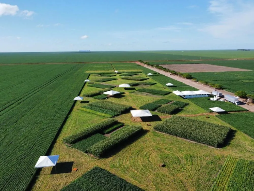 Agropecuária lidera geração de empregos formais no Piauí nos últimos quatro anos
