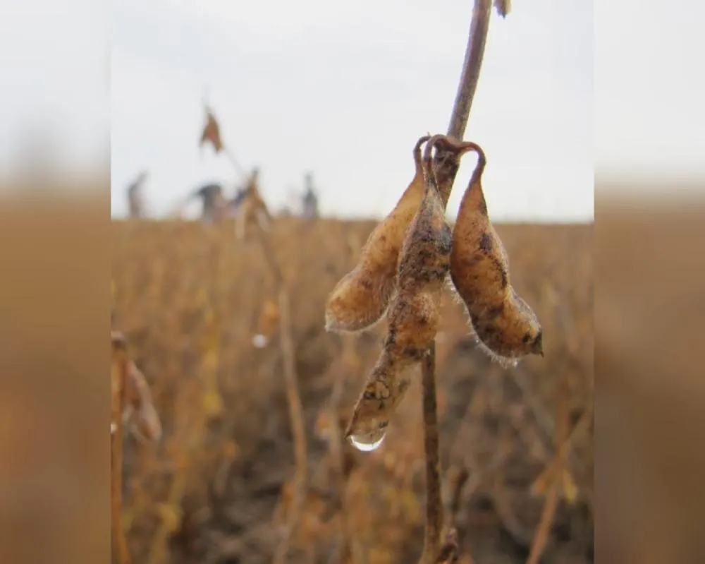 Chuvas intensas atrasam colheita de soja no Mato Grosso e ameaçam produção agrícola no Brasil