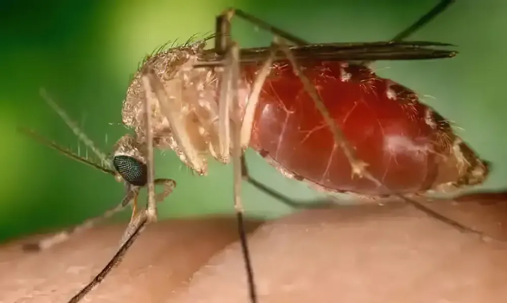 Brasil registra quase três mil casos de febre Oropouche em 2025