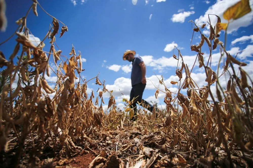 Seca no Sul do Brasil encarece soja e milho e afeta mercado global