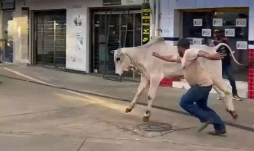 O alvoroço