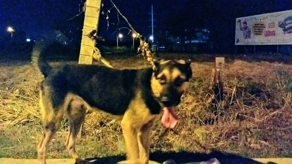 Piauí sanciona lei que proíbe morte de cães e gatos de rua