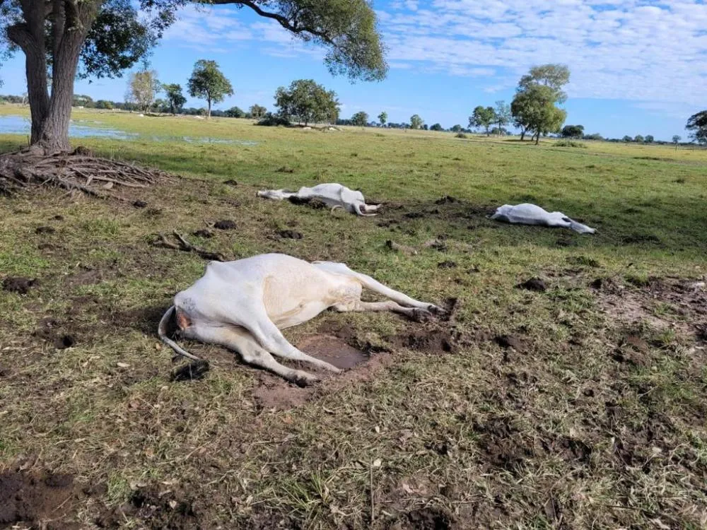 Onda de frio causa a morte de mais de 100 bois em Mato Grosso do Sul