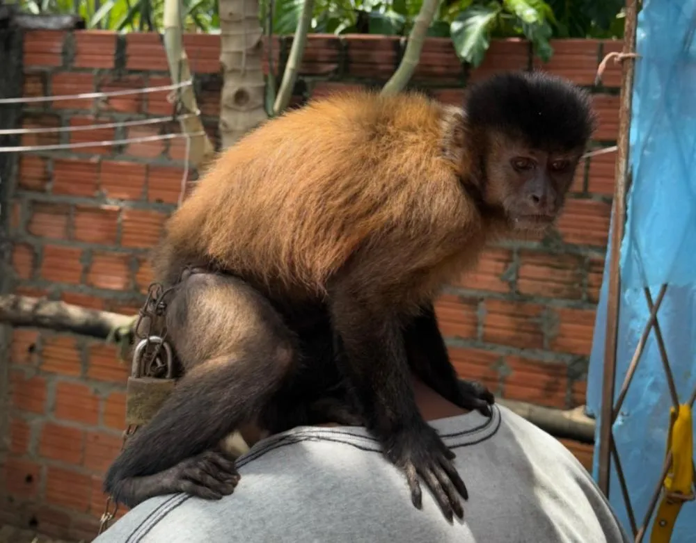 Resgate de animais silvestres: ação em Esperantina recupera aves e macaco mantidos em cativeiro