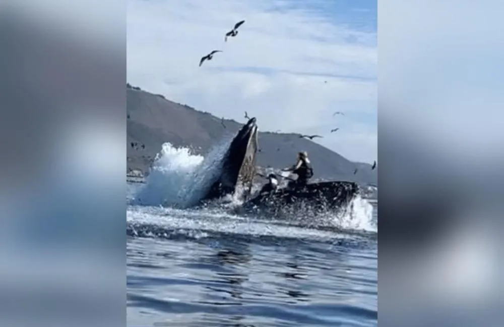 Chileno é engolido e cuspido por baleia jubarte enquanto remava no sul do país; veja vídeo