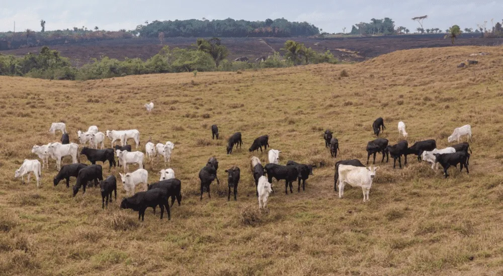 Você já ouviu falar em pecuária regenerativa? Descubra a técnica que pode salvar o solo do planeta