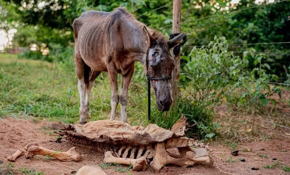 Polícia interdita matadouro clandestino de cavalos 