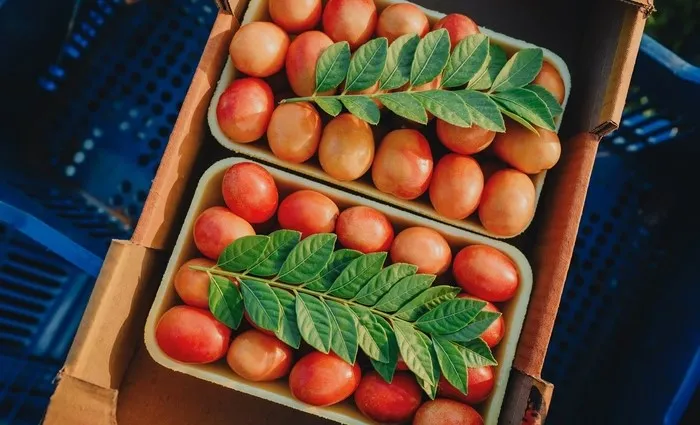 O poder das plantas: Como um simples chá pode transformar sua saúde