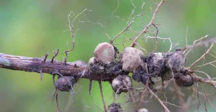 Nematoides no agro: A ameaça bilionária invisível e a resposta inteligente do IBRA