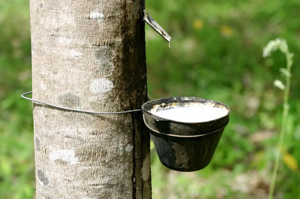 Produção de borracha deve crescer, mas incertezas ainda preocupam setor