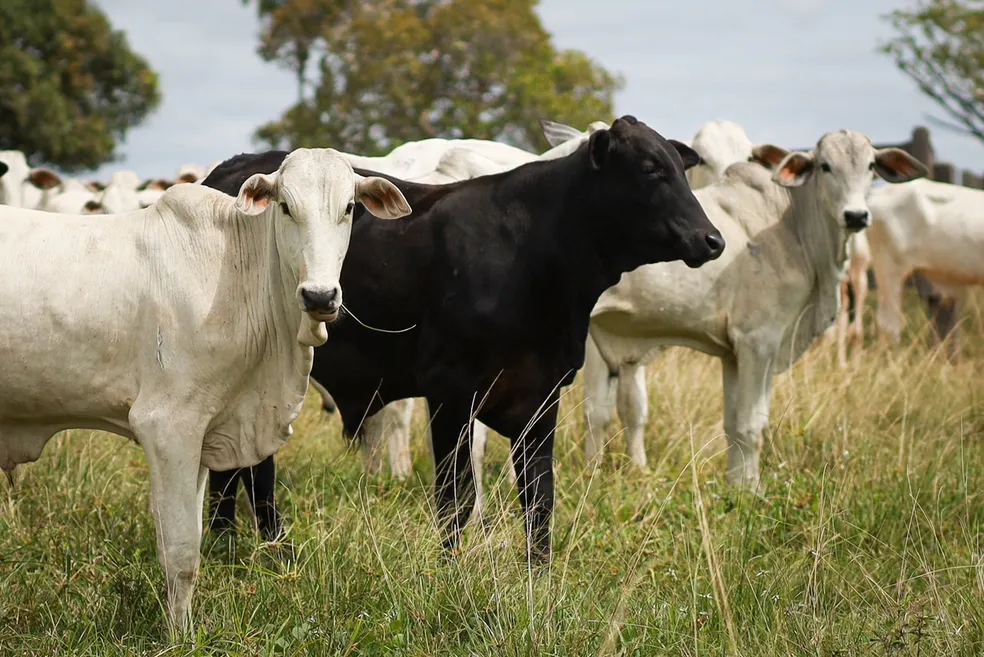 PIB do agronegócio cresce 1,81% em 2024 e atinge R$ 2,72 trilhões