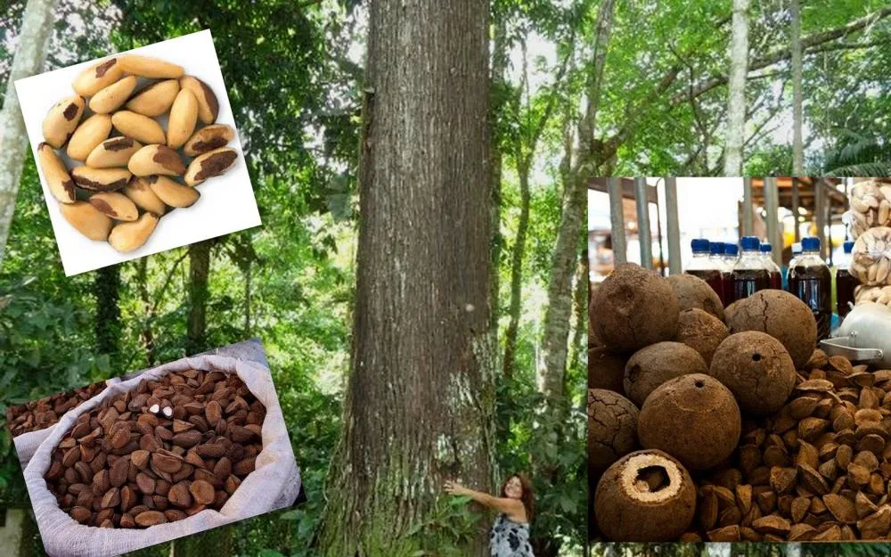 Produção de castanha-do-pará despenca na Amazônia com seca histórica