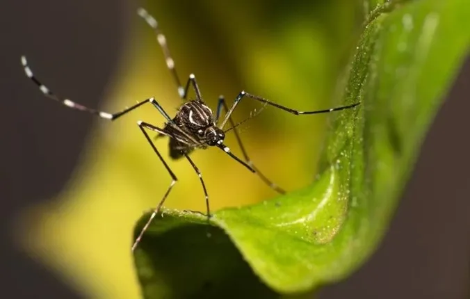 Anvisa aprova vacina contra chikungunya com eficácia de 98,9%; imunizante é o primeiro autorizado no mundo