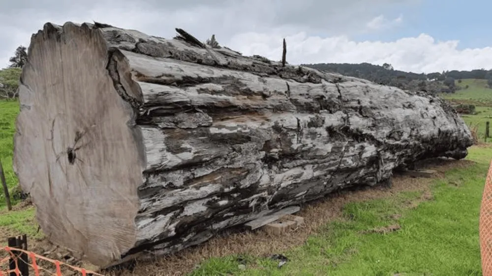 A árvore que sussurra o passado: Fóssil de 42 mil anos revela os efeitos da última inversão magnética da Terra