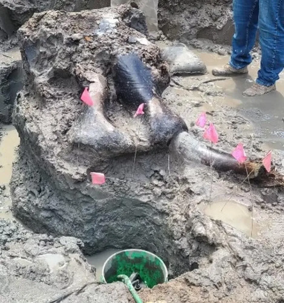 Cabeça de mastodonte de 13.600 anos é desenterrada em Iowa: Um tesouro pré-histórico