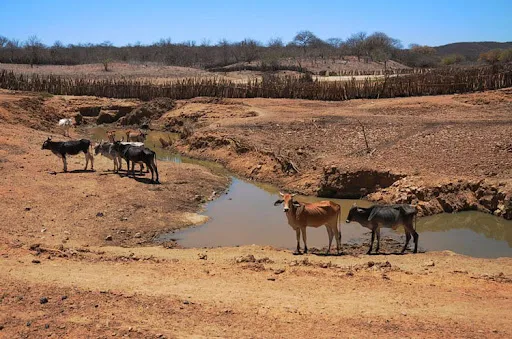 Estiagem se agrava e já afeta mais de 100 municípios no Piauí