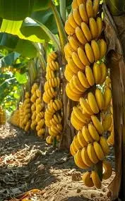 O Brasil produz banana como gigante, mas exporta como anão