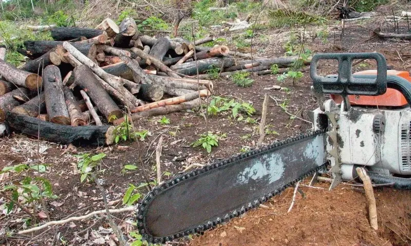 Piauí na rota do desmatamento: Avanço da devastação ambiental ameaça biomas e Comunidades