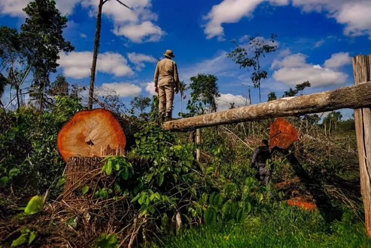 Degradação da Amazônia dispara 163% em dois anos e ameaça compromissos climáticos do Brasil