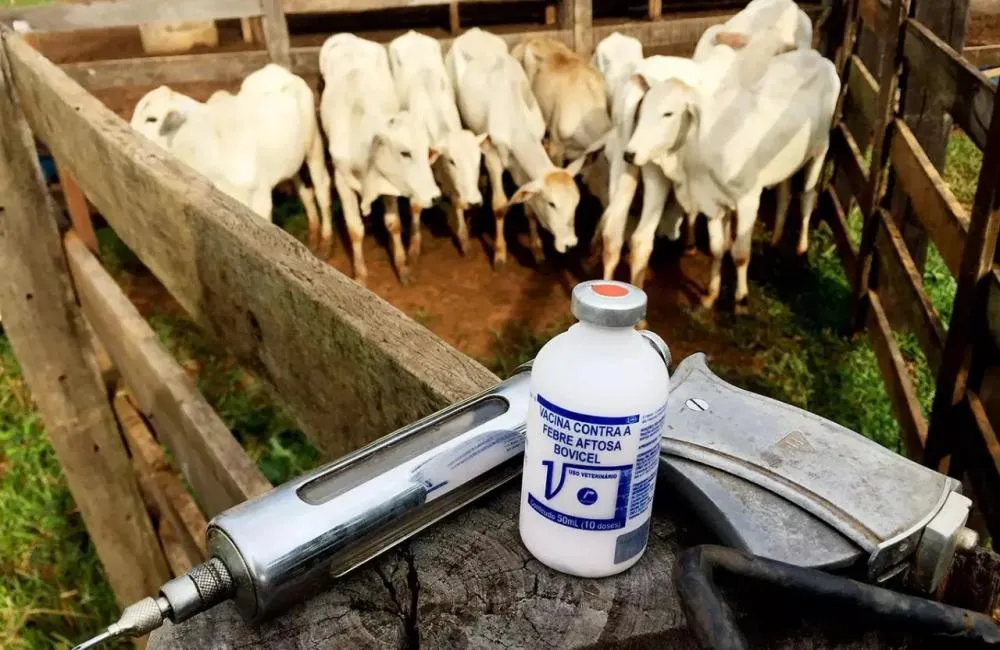 Brasil conquista status livre de febre aftosa sem vacinação e mira novos mercados