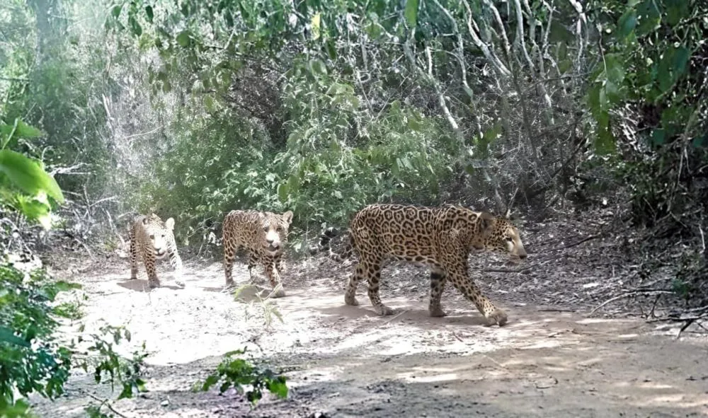 Renascimento selvagem: família de onças-pintadas é flagrada na Serra da Capivara após décadas de silêncio
